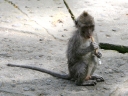 ubud (09)